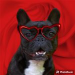 A & S Dog Grooming